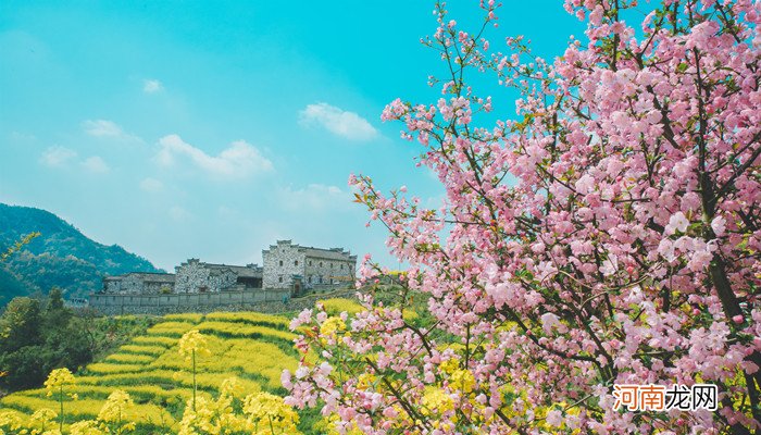 梦见桃花树开满桃花是什么意思