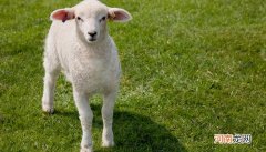 梦见羊肉是什么意思周公解梦