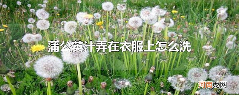 蒲公英汁弄在衣服上怎么洗