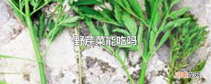 野芹菜能吃吗