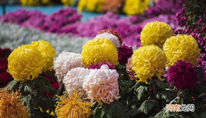 梦见给死人拿菊花