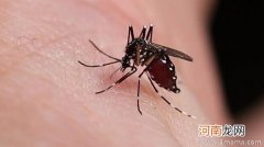 夏天防蚊子叮咬的7原则3偏方