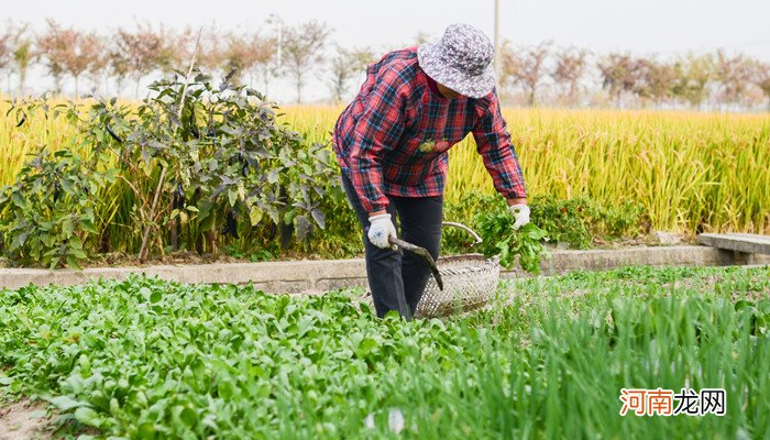 梦见挖野菜