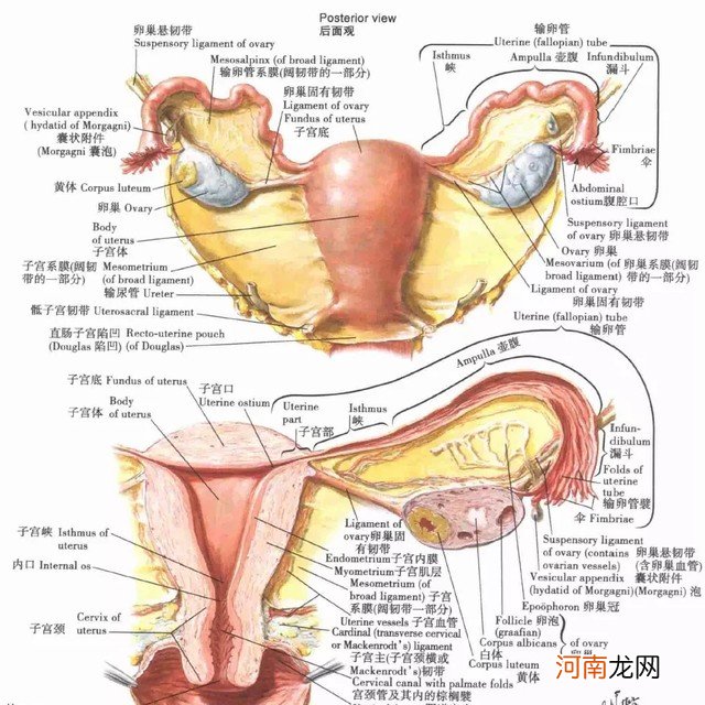 女性生殖系统解剖图 女性外生真人殖器图