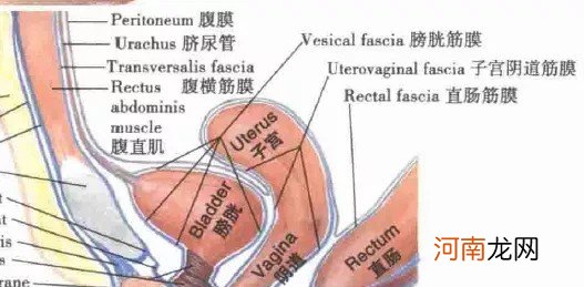 女性生殖系统解剖图 女性外生真人殖器图