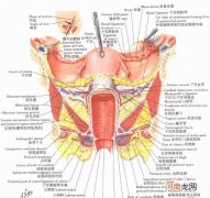 女性生殖系统解剖图 女性外生真人殖器图