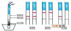 怎样看验孕纸的测试结果 试纸什么时候用