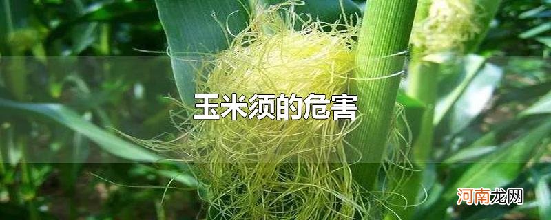 玉米须的危害