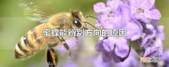 蜜蜂能辨别方向的原因