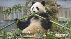 外借熊猫是哪个朝代开始的，借给了哪些国家？优质