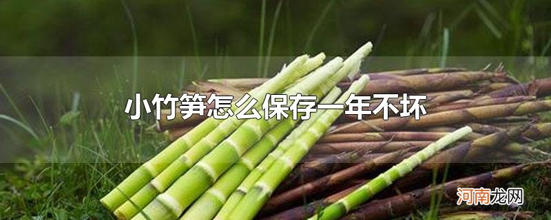 小竹笋怎么保存一年不坏