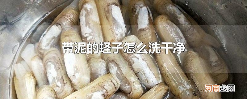 带泥的蛏子怎么洗干净