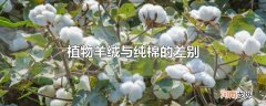 植物羊绒与纯棉的差别