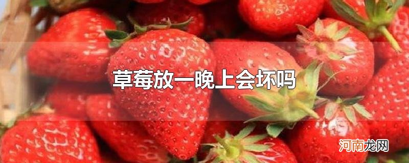 草莓放一晚上会坏吗