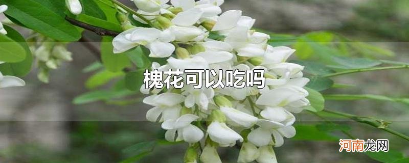 槐花可以吃吗