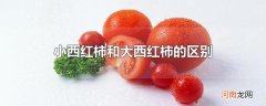 小西红柿和大西红柿的区别