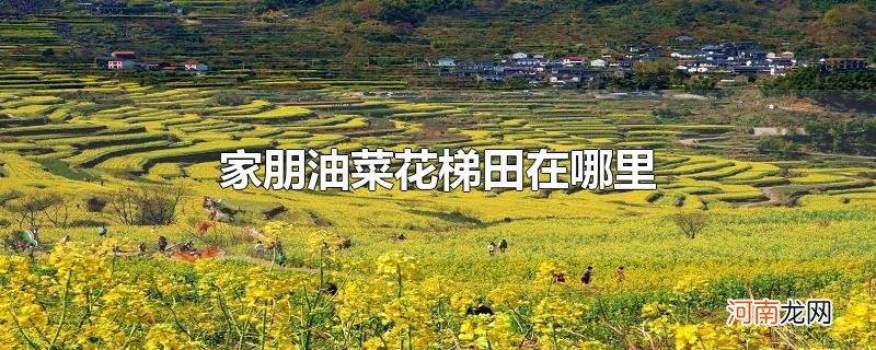 家朋油菜花梯田在哪里