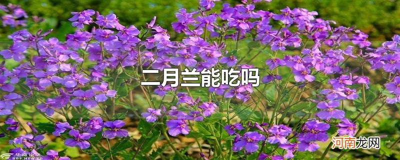 二月兰能吃吗