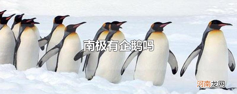 南极有企鹅吗