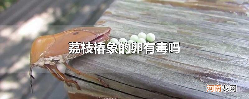 荔枝椿象的卵有毒吗