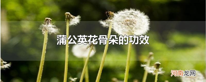 蒲公英花骨朵的功效