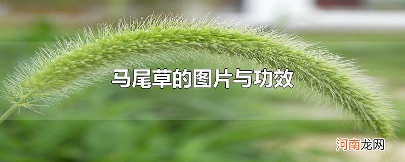 马尾草的图片与功效