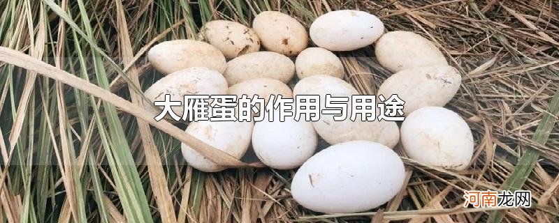 大雁蛋的作用与用途