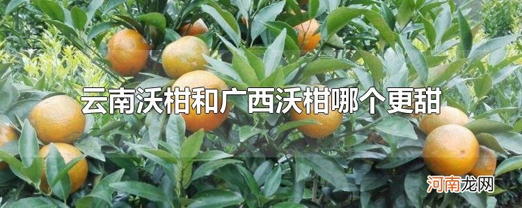 云南沃柑和广西沃柑哪个更甜