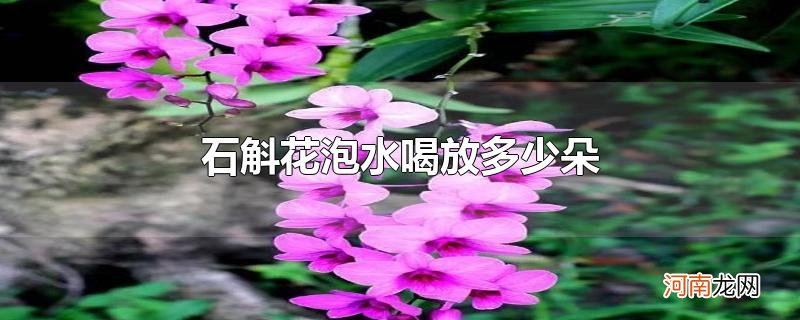 石斛花泡水喝放多少朵