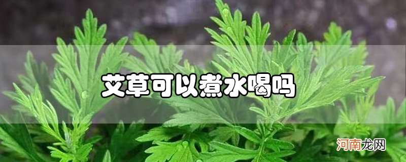 艾草可以煮水喝吗