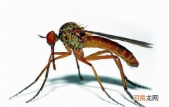 蚊子对人类的危害 蚊子的危害有哪些呢