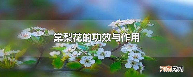 棠梨花的功效与作用