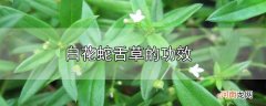 白花蛇舌草的功效