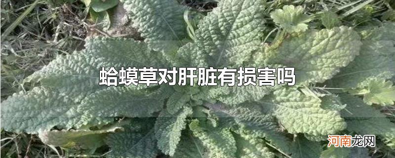 蛤蟆草对肝脏有损害吗