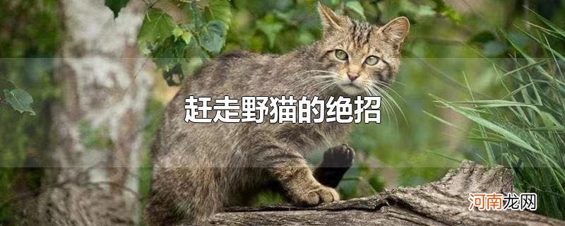 赶走野猫的绝招