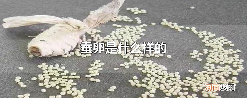 蚕卵是什么样的