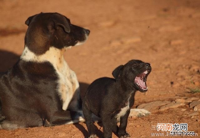 了解怀孕前需注意事项 为添狗宝宝而做准备