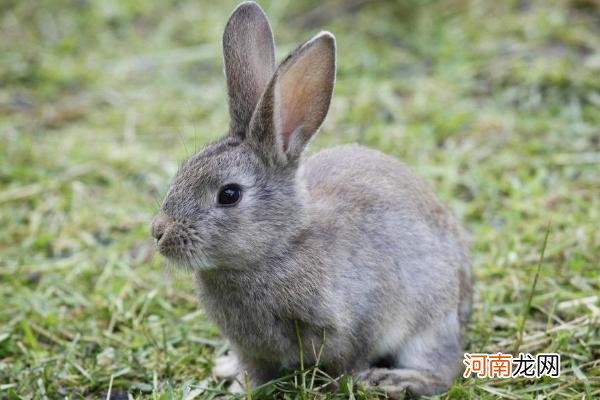 兔子臭吗 怎么养兔子繁殖最快