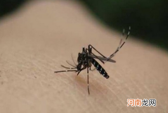 蚊子喜欢叮咬什么血型的人 99%的人认为是它