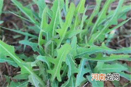 吃什么降肝火？五种食物是首选