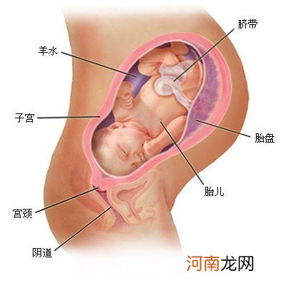 b超图 怀孕九个月胎儿图