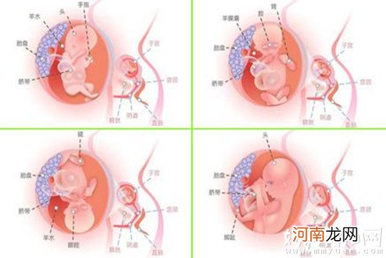 别问我怀孕四个月胎儿长啥样 一张图让你对胎儿了如指掌