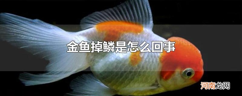 金鱼掉鳞是怎么回事