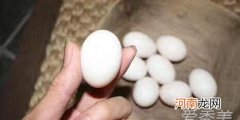 鸽子蛋有几种吃法 鸽子蛋怎么吃最营养呢