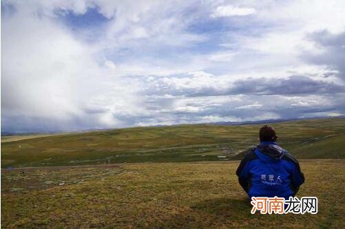 觅草人真正西藏野生桑树桑黄 正宗野生桑黄价格