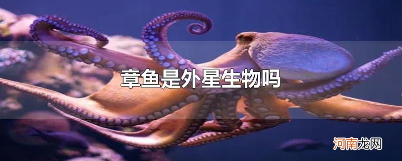 章鱼是外星生物吗