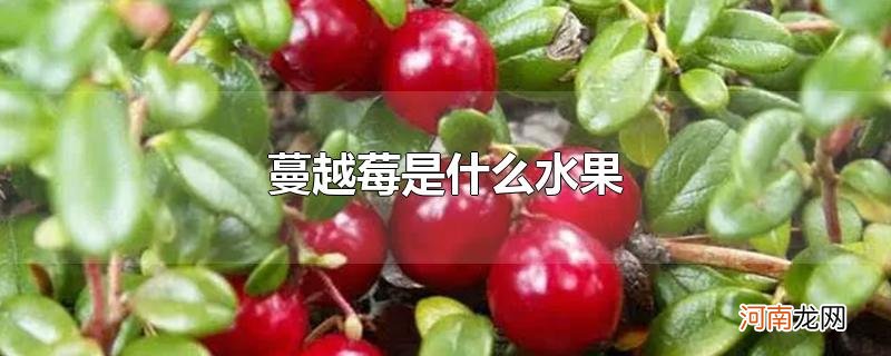 蔓越莓是什么水果