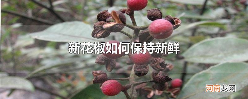 新花椒如何保持新鲜