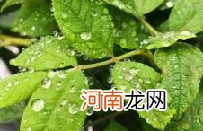 2022立夏有雨三伏热还是立夏无雨三伏热优质