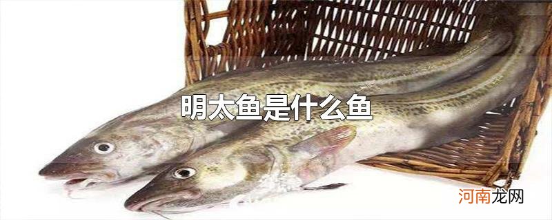 明太鱼是什么鱼
